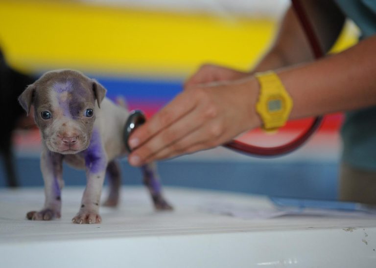 Over ons Dierenarts Friesland zorgt voor uw huisdier met professionele routinecontroles en gezondheidszorg